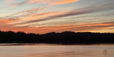 A view of Vashon Island, surrounded by water with a bird on a branch