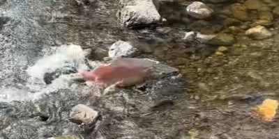 A salmon swimming upstream in a shallow creek. At the bottom of the creek are rocks, some of which are jutting past the surface.