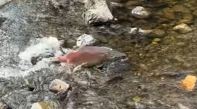 A salmon swimming upstream in a shallow creek. At the bottom of the creek are rocks, some of which are jutting past the surface.